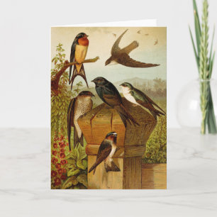 North American Birds Gustav Mützel Card