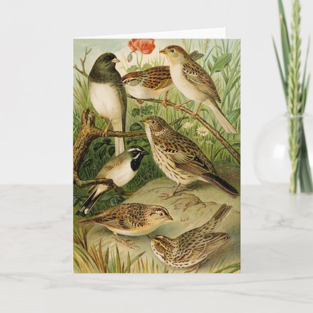 North American Birds | Gustav Mützel Card (Front)