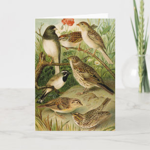 North American Birds Gustav Mützel Card