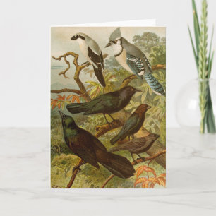 North American Birds   Gustav Mützel Card