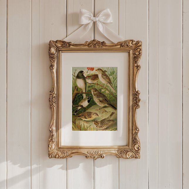 North American Birds | Gustav Mützel Poster (Creator Uploaded)