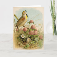 North American Birds | Robert Ridgway