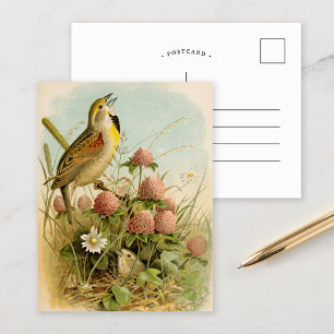 North American Birds   Robert Ridgway Postcard