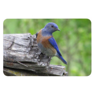 North American Bluebird Magnet