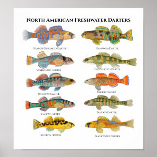 North American Darters Art Poster