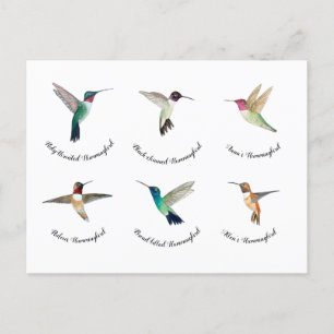 North American Hummingbirds Postcard