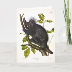 North American or Canada Porcupine by Audubon Card