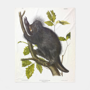 North American or Canada Porcupine by Audubon Fleece Blanket