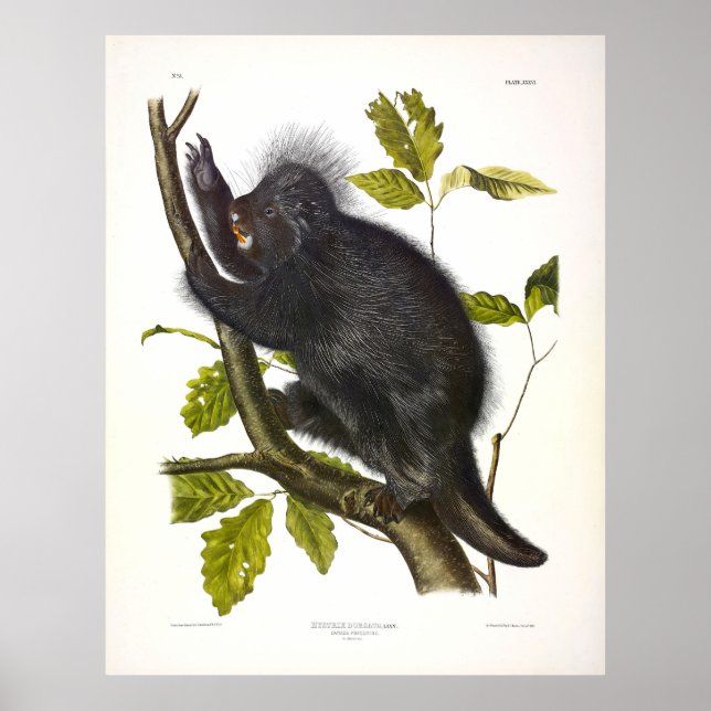 North American or Canada Porcupine by Audubon Poster (Front)