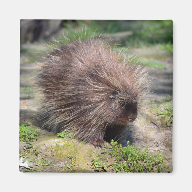 North American porcupine  Poster Magnet (Front)