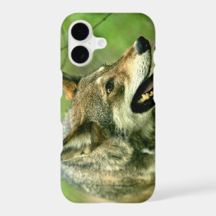 North American Sly Red Wolf