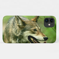 North American Sly Red Wolf