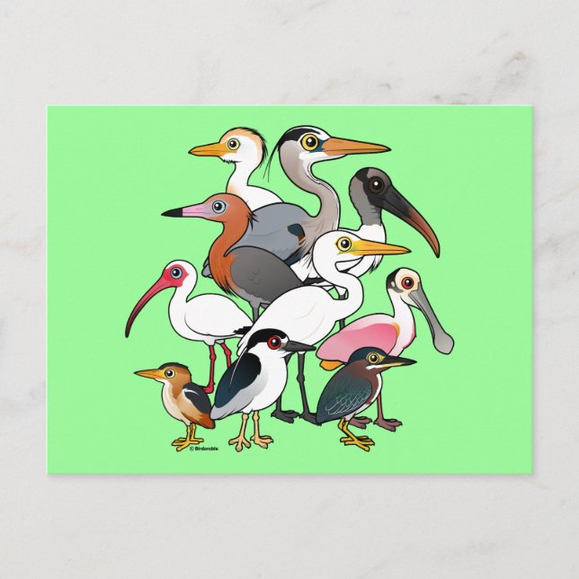 North American Waders Postcard (Front)