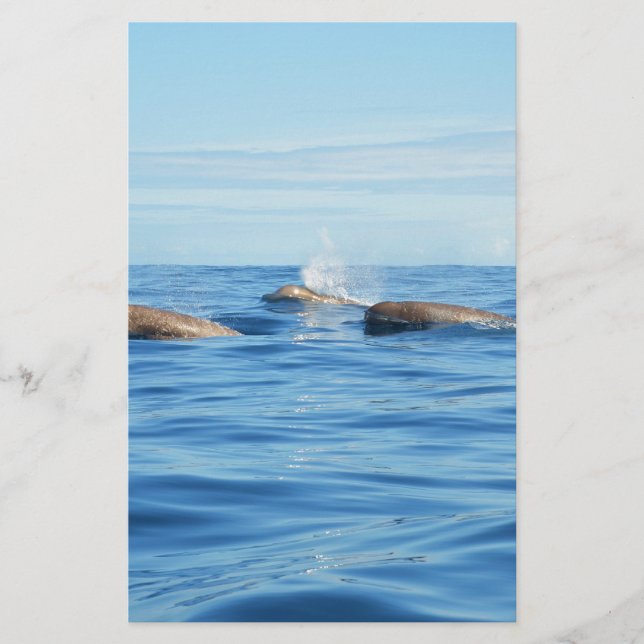 North Atlantic Bottlenose Whales (Front)