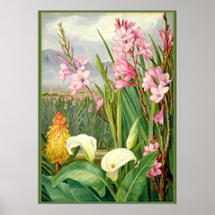 North - Beauties of the Swamps, botanical art Poster
