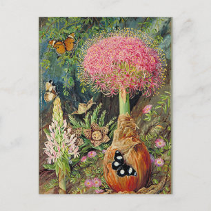 North - Buphane Toricara and Other Flowers Postcard