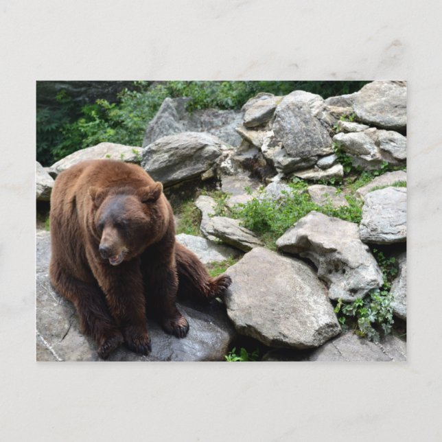 North Carolina Bears Postcard (Front)