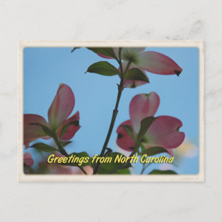 North Carolina Pink Dogwood Postcard