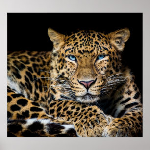 North China Leopard Zoo Illustration Poster