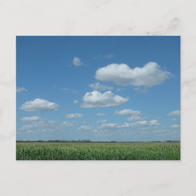 North Dakota Corn Field Postcard (Front)