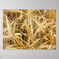 North Dakota Wheat