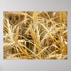 North Dakota Wheat Poster