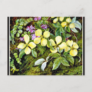North - Flowers of a Dogwood and an Indigo Postcard