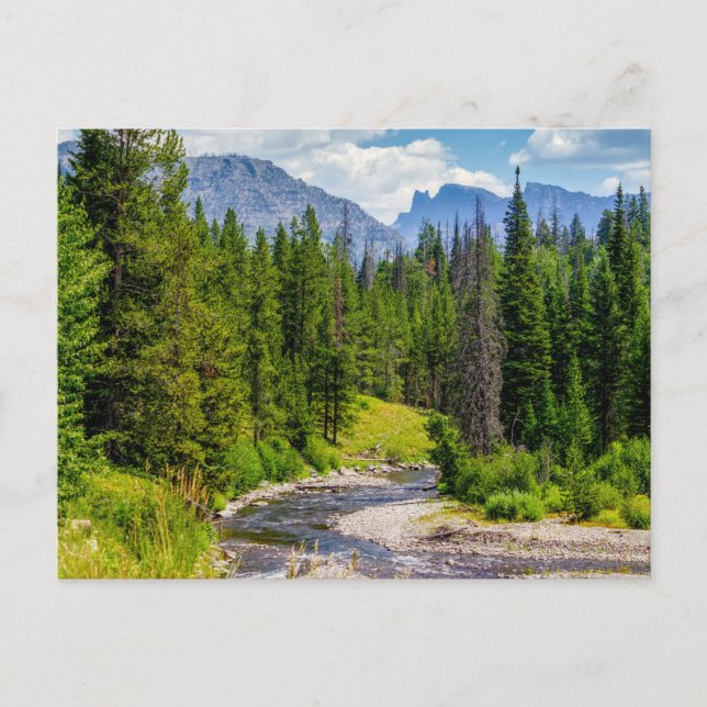North Fork Shoshone River Blank Post Card (Front)