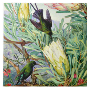 North - Honeyflowers and Honeysuckers Tile