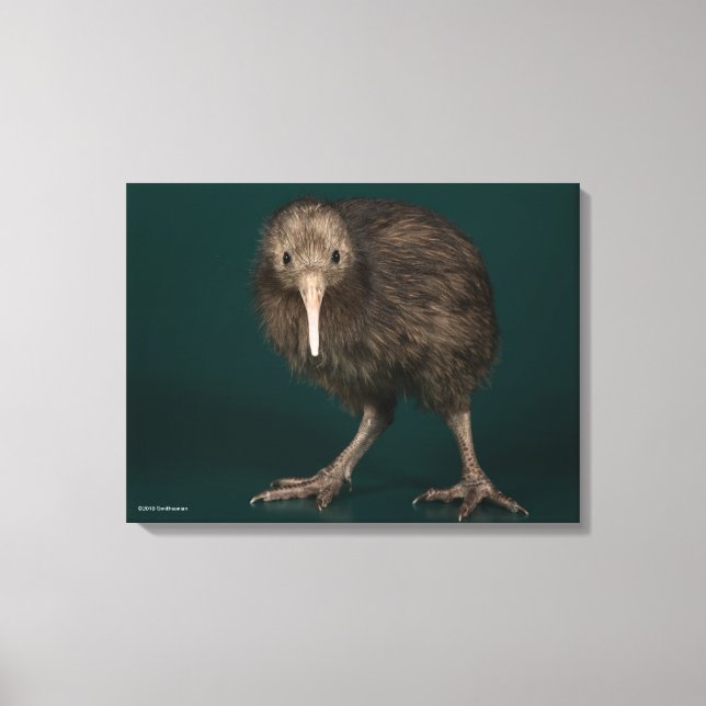 North Island Brown Kiwi Canvas Print (Front)