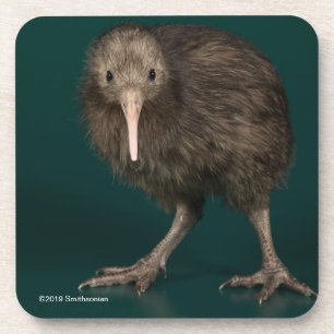 North Island Brown Kiwi Coaster