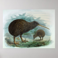 North Island Brown Kiwi Vintage Bird Illustration