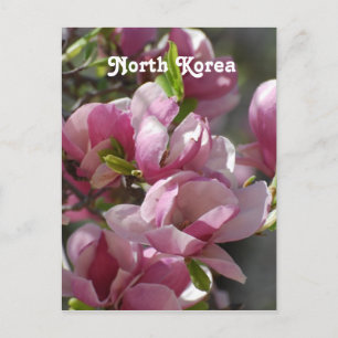North Korea Magnolia Postcard