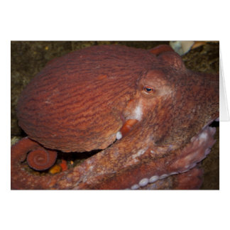North Pacific Giant Octopus