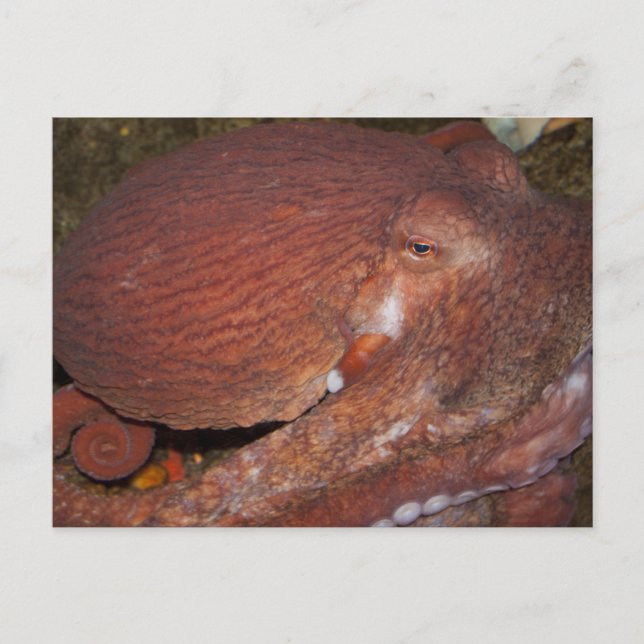 North Pacific Giant Octopus Postcard (Front)