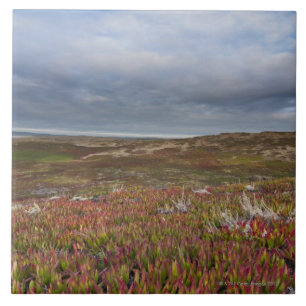 North San Francisco 2 Point Reyes National Tile