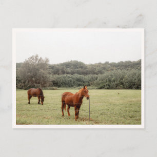 North Shore Kauai Horses Hawaii  Postcard
