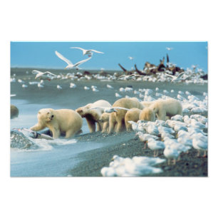 North Slope, Alaska. Polar Bears Ursus Photo Print