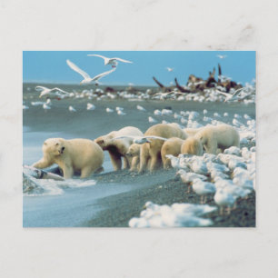 North Slope, Alaska. Polar Bears Ursus Postcard