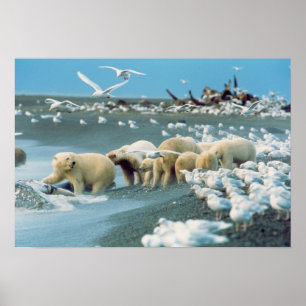 North Slope, Alaska. Polar Bears Ursus Poster