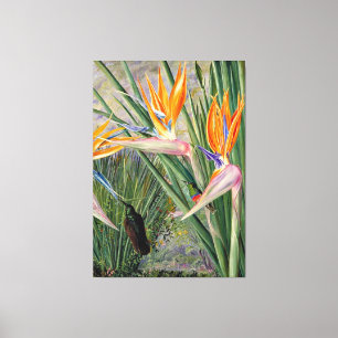 North - Strelitzia and Sugar Birds, South Africa, Canvas Print