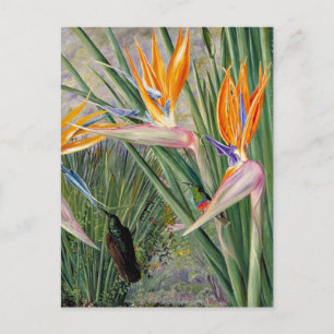 North - Strelitzia and Sugar Birds, South Africa,  Postcard