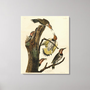 Norther Flicker from Audubon's Birds of America Canvas Print