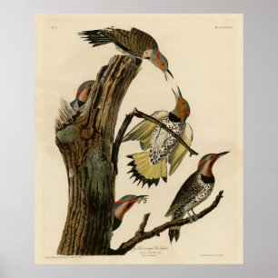 Norther Flicker from Audubon's Birds of America Poster