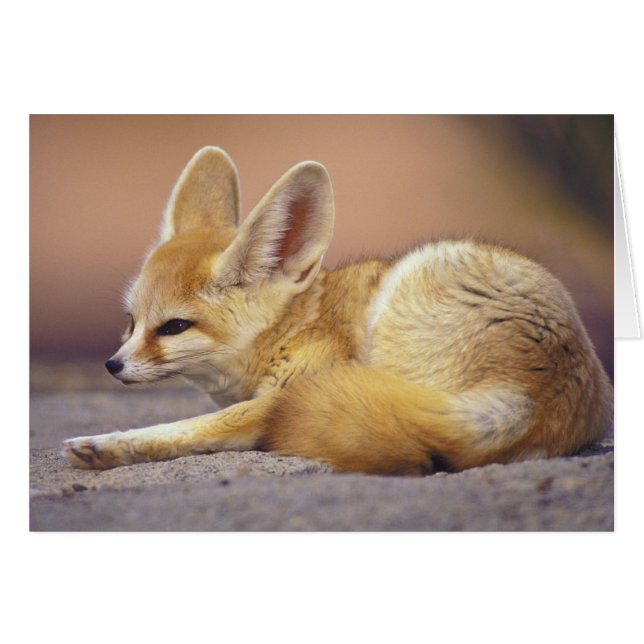 Northern Africa. Fennec Fennecus zerda) (Front Horizontal)