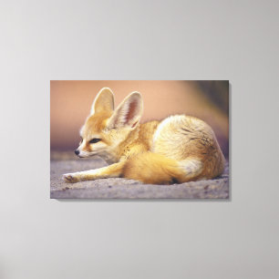 Northern Africa. Fennec Fennecus zerda) Canvas Print