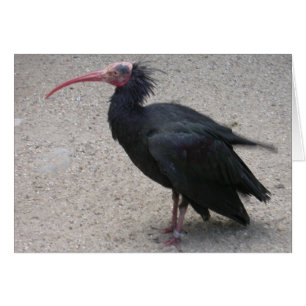 Northern Bald Ibis