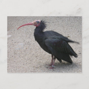 Northern Bald Ibis Postcard
