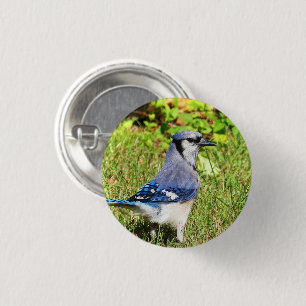 Northern Blue Jay 1 Inch Round Button