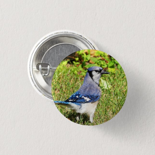 Northern Blue Jay 1 Inch Round Button (Front & Back)